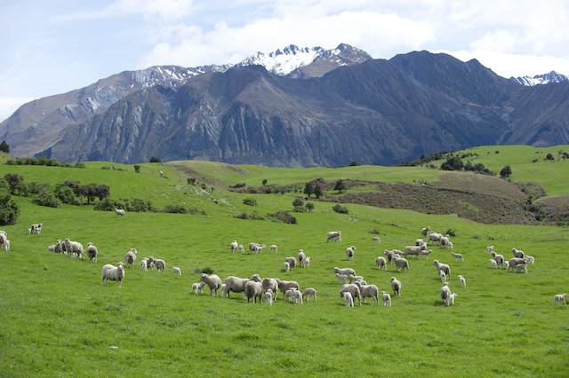 Importation d'agneau de Nouvelle-Zélande