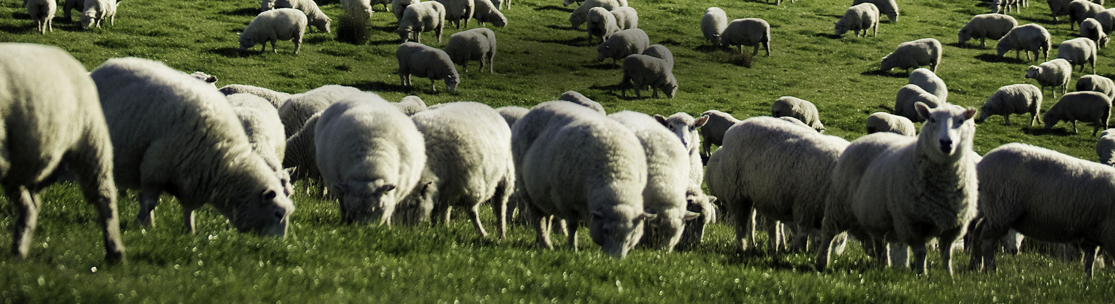 Mouton de Nouvelle Zélande